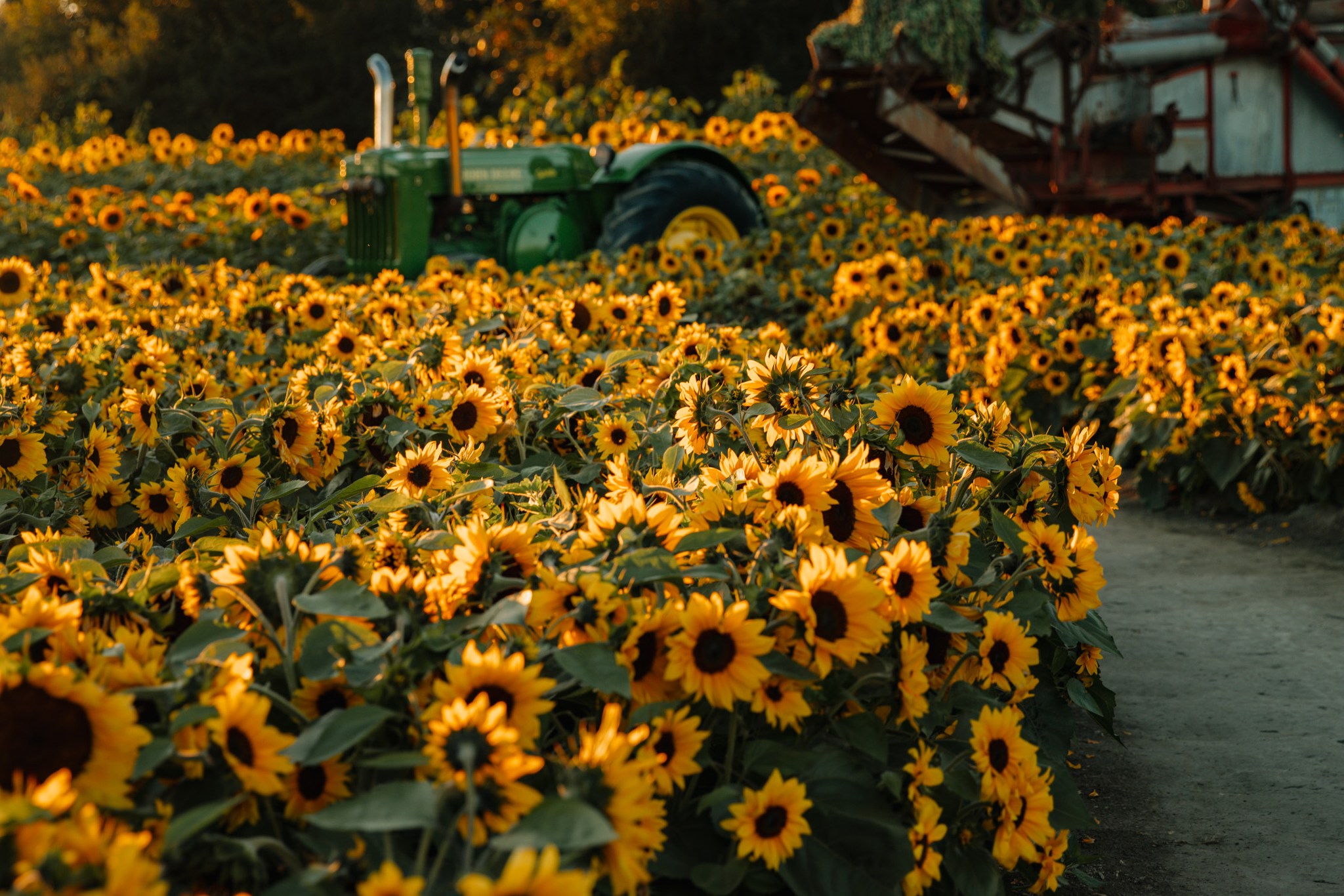Sunflower field